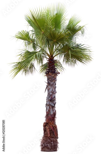 Palm tree with a large crown. Isolated over white.