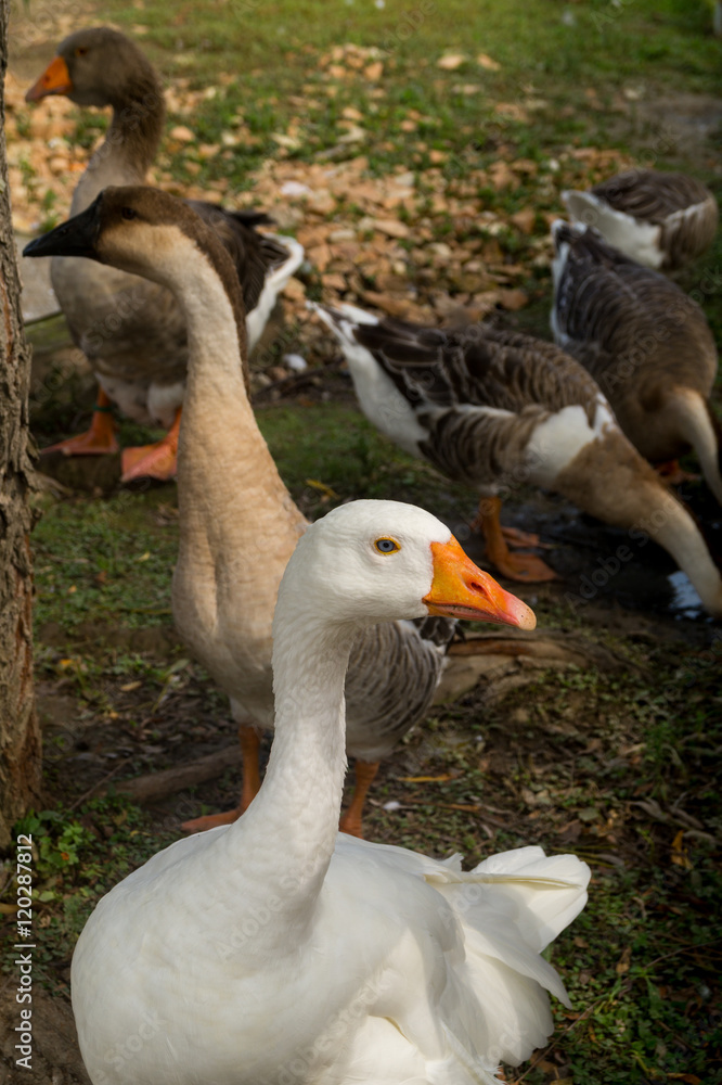 Obraz premium mallard duck in foreground, child of duck. Oca anatra, cucciolo di anatra in primo piano