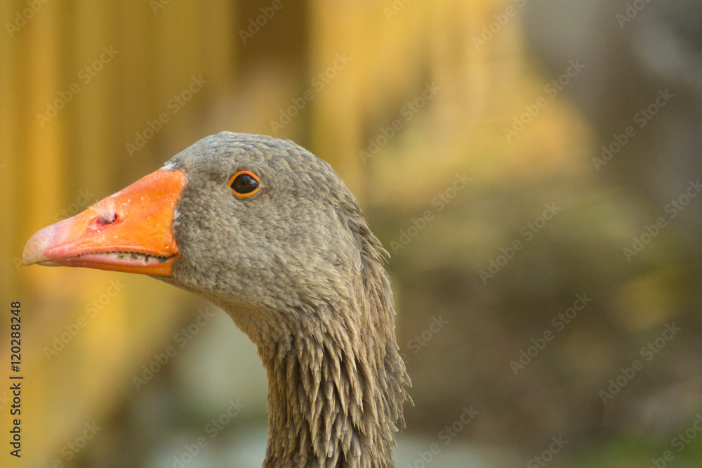 mallard duck in foreground, child of duck. Oca anatra, cucciolo di anatra in primo piano mallard duck in foreground, child of duck. Oca anatra, cucciolo di anatra in primo piano