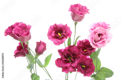 Wallpaper Mural トルコキキョウ Torontodigital.ca