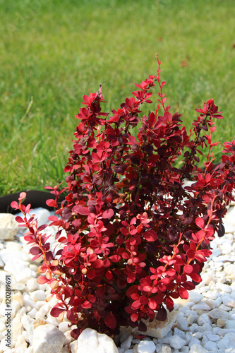 Cultivar Thunbergs barberry (Berberis thunbergii "Orange Rocket") in the rocky garden