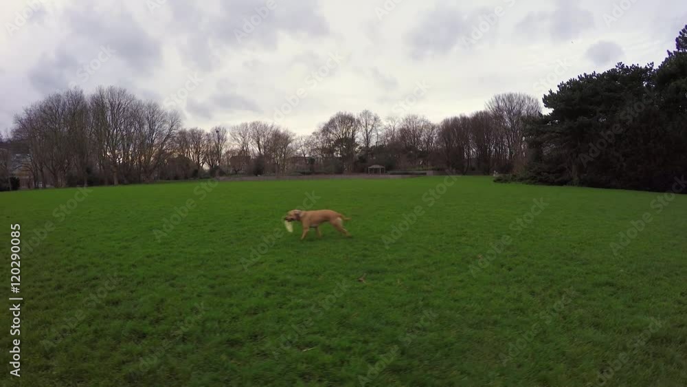 Dog catches frisbee in park