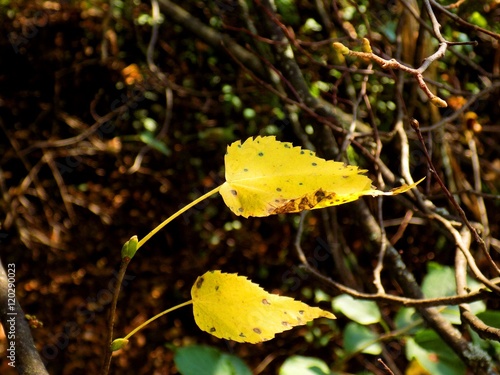 Green and changing color yellow leaves on deciduous tree in deciduous forest in wild nature during autumn photo