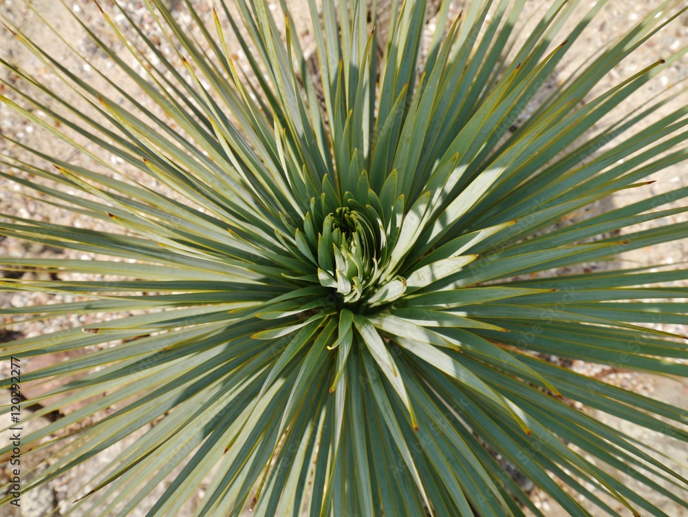 Fototapeta premium Palme von oben