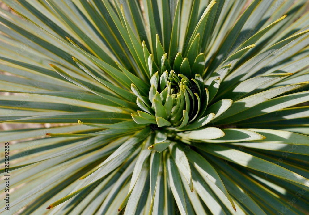 Palmenblätter Palmenblätter