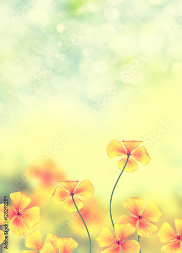 Fototapeta Naklejka Na Ścianę i Meble -  Colorful beautiful flowers eschscholzia on the background of the