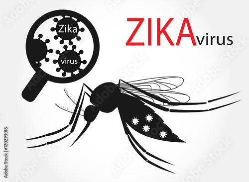 Zika virus and mosquito Aedes aegypti. Outbreak alert vector. Epidemic risk.