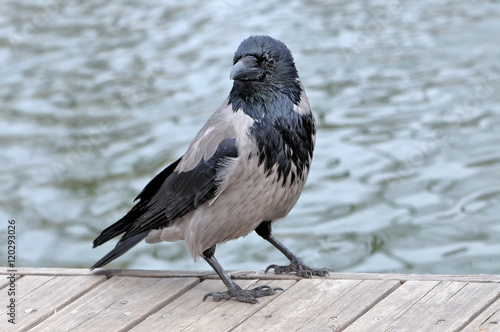 Hooded Сrow Corvus cornix standing on wooden boards