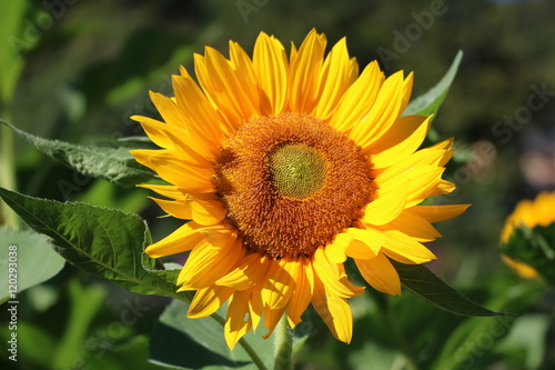 Sunflower 