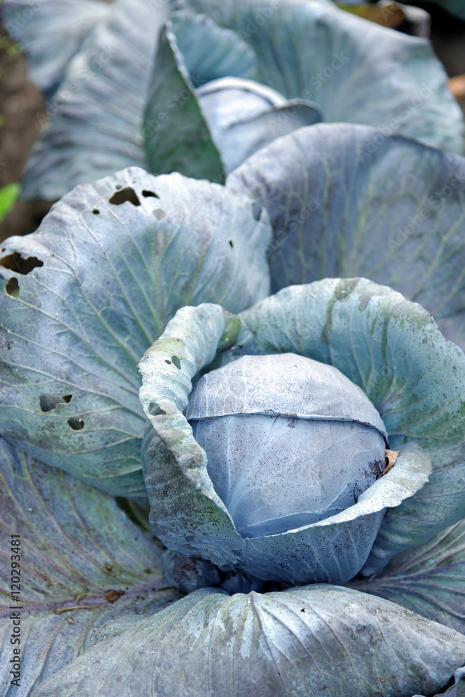 Obraz premium Cabbage