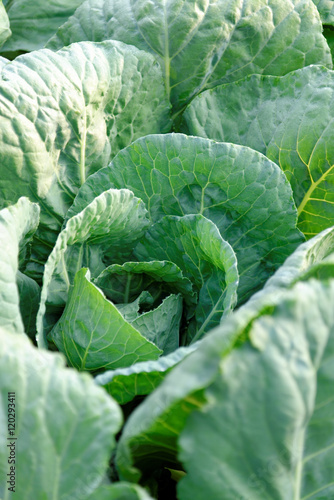 Cabbage photo