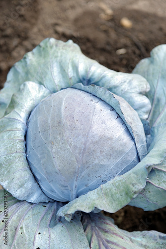 Cabbage photo