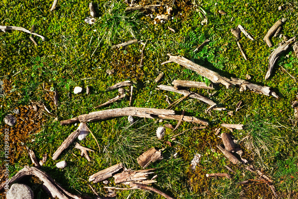Background of dry wood on the green grass Background of dry wood on the green grass