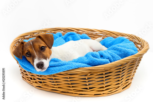 Fototapeta Naklejka Na Ścianę i Meble -  Puppy Jack Russell Terrier lying in a wicker basket close-up