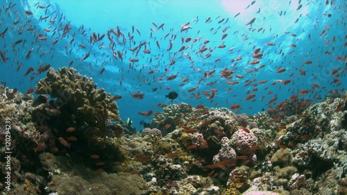 Wallpaper Mural Colorful coral reef with plenty fish. 4k footage Torontodigital.ca