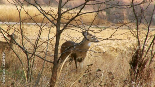 Deer looking at camera behind trees