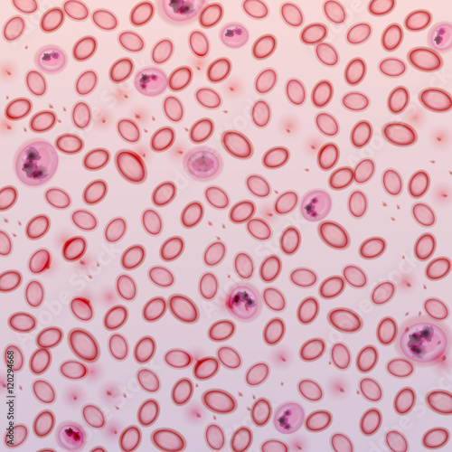 Blood Cells in Plasma - Vector Illustration