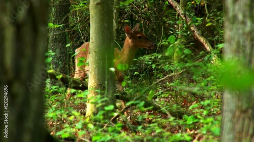 Deer in the forest