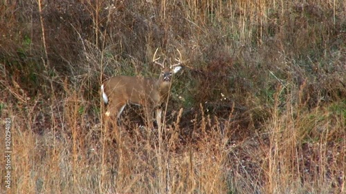 Deer standing in field