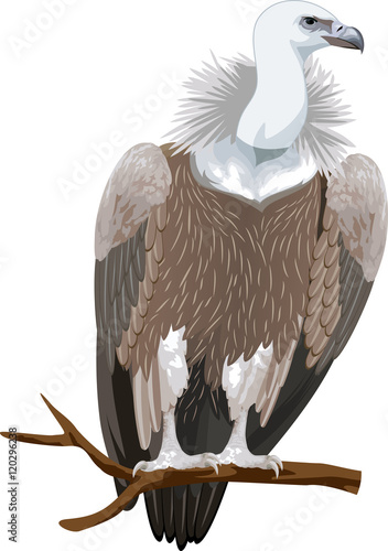 vector Griffon vulture