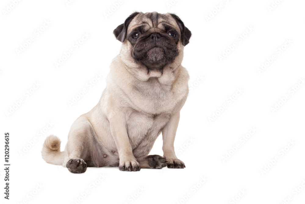 schattige onderuitgezakt zittende hond, mopshond, met guitige snoet, geisoleerd op witte achtergrond