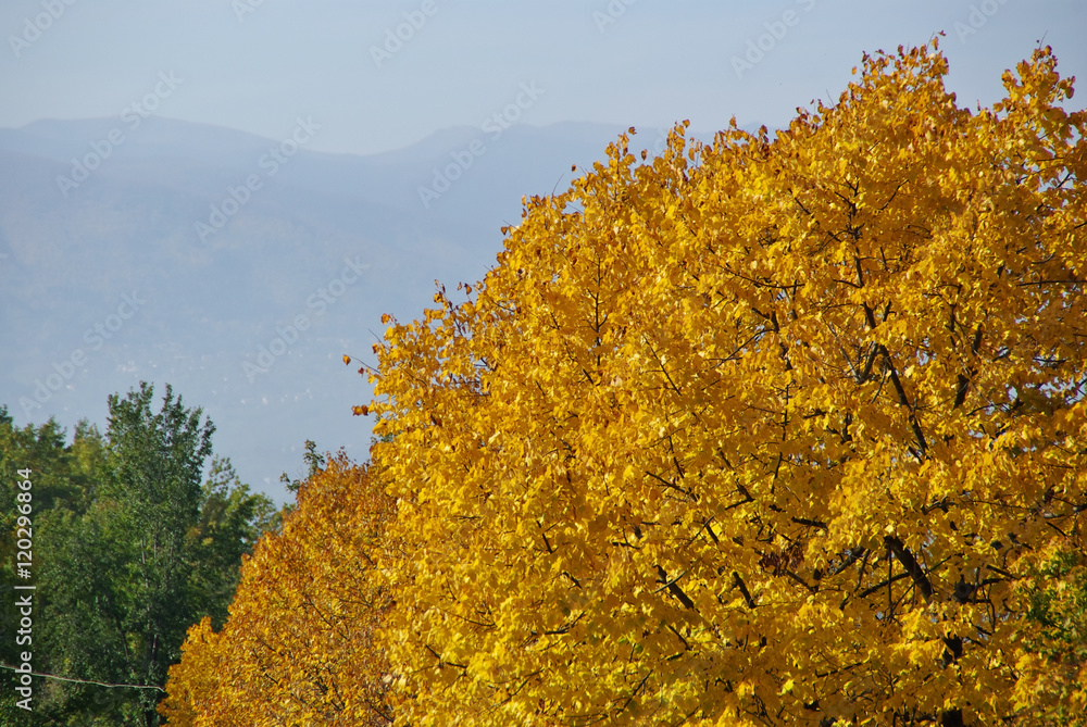 Fototapeta premium Yellow foliage in the appennines