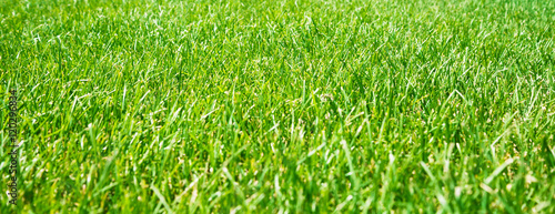 Natural green grass natural background. Soft focus