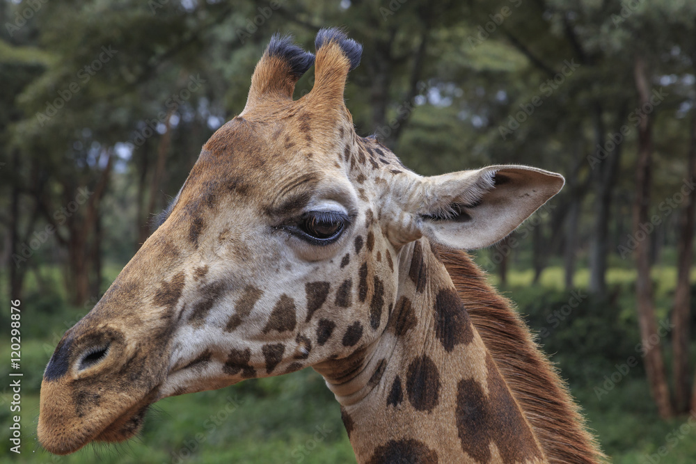 Fototapeta premium Giraffe, Kenya 
