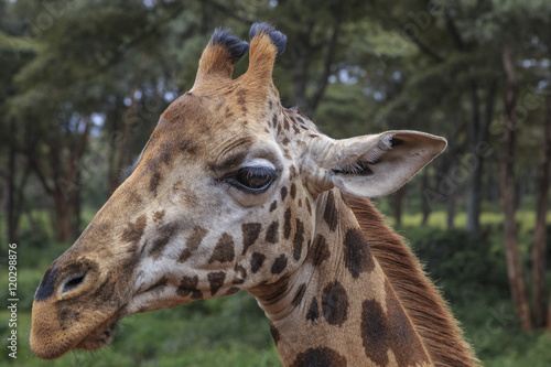 Giraffe  Kenya  