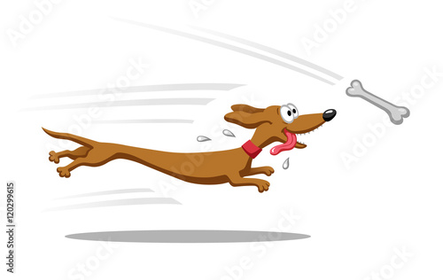 Dachshund running for bone