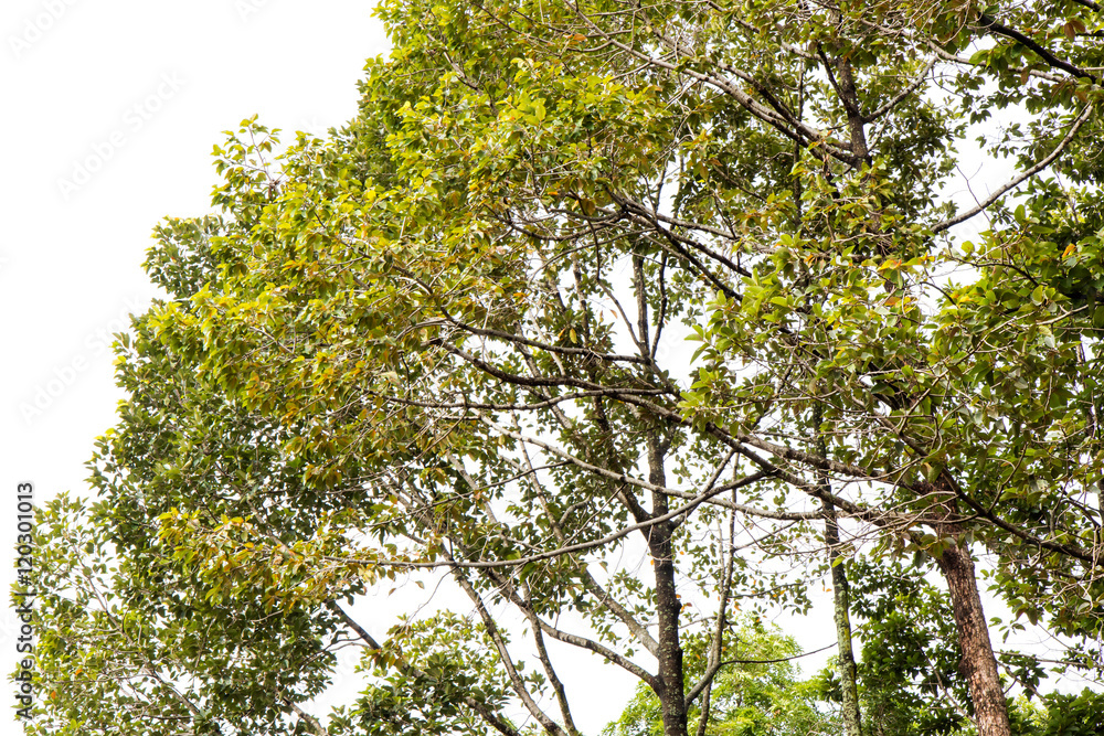 Fototapeta premium .Alatus spindly bush.