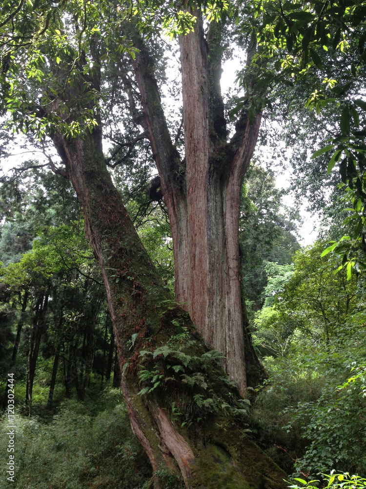 Alishan, Chiayi City, Taiwan primeval forest Alishan, Chiayi City, Taiwan primeval forest