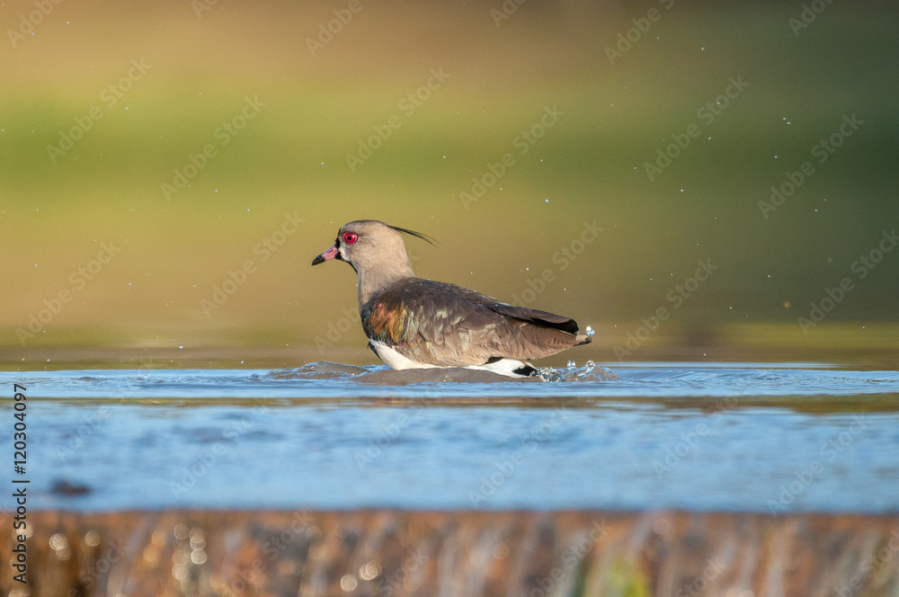 Fototapeta premium Quero Quero bird on water cooling down
