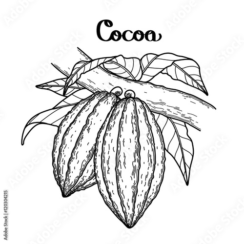 Graphic cocoa fruit