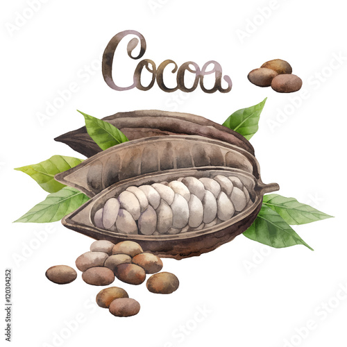Watercolor cocoa fruit