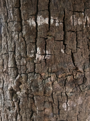 closeup shot of an old tree showing rough and stained texture