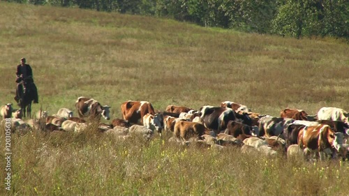 Wallpaper Mural the shepherd drives a herd of cows and sheep Torontodigital.ca