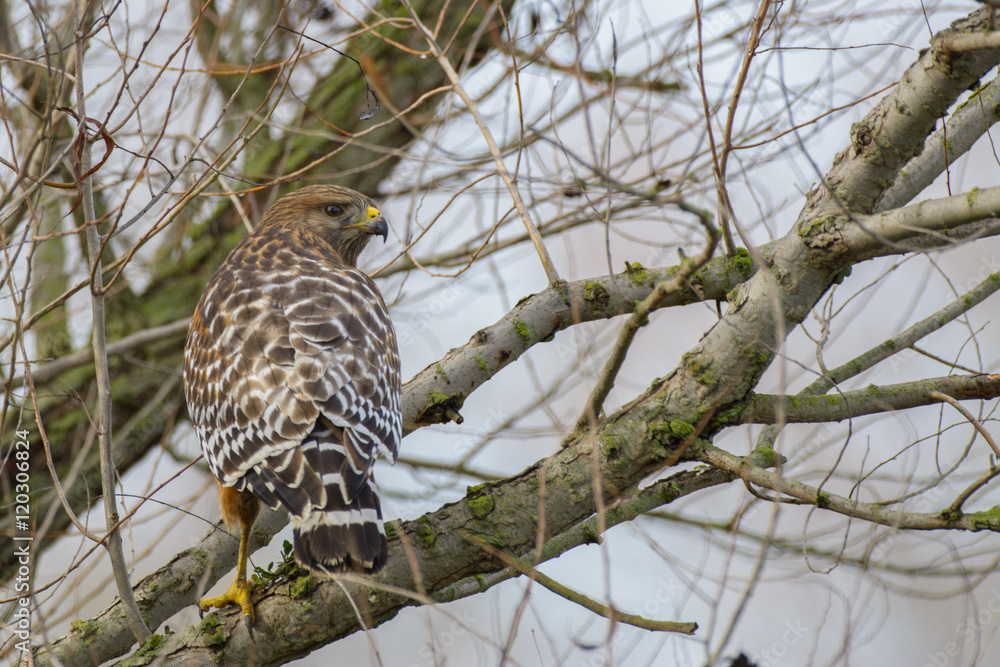 Obraz premium Red Shouldered Hawk