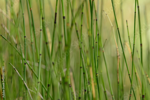Horse Tail reed 