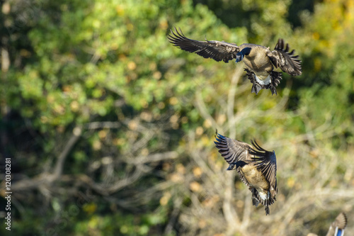 Canadian geese landing