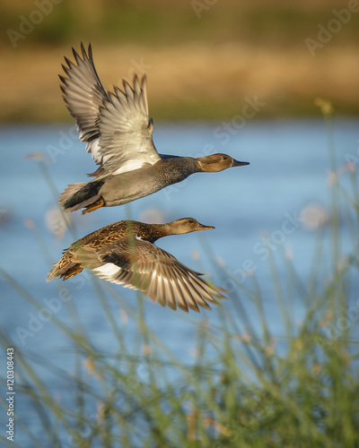 Drake and hen gadwall ducks flying © MikeFusaro
