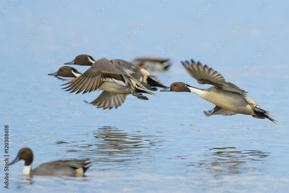 Flying Pintail Ducks Flying Pintail Ducks