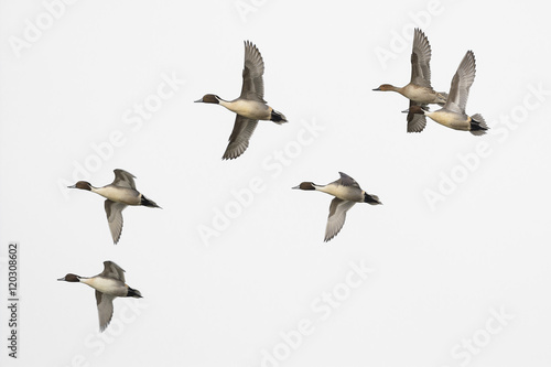 Pintail male duck flock isolated on white