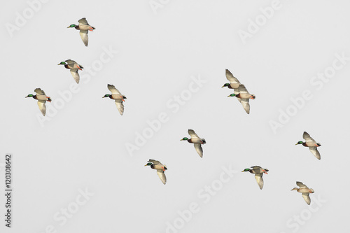 Flock of mallard drakes in flight © MikeFusaro