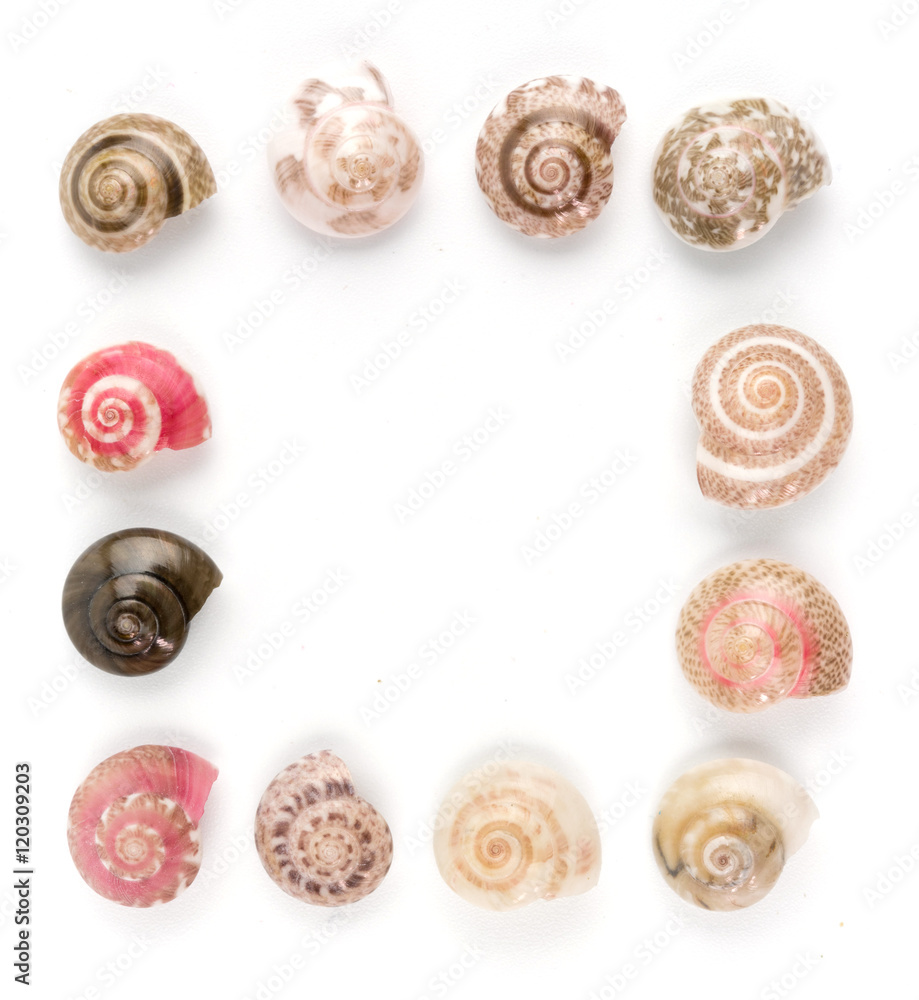 seashells, white background seashells, white background