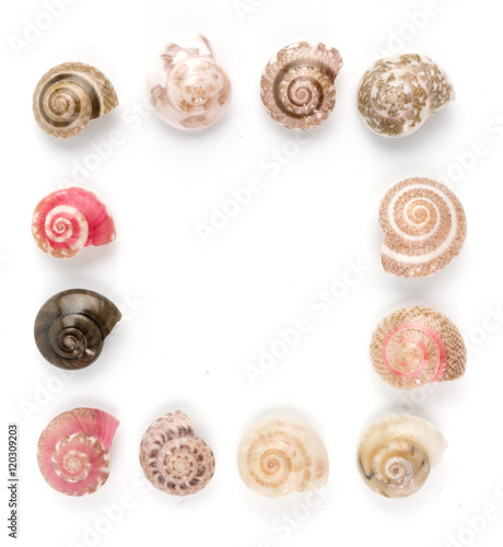 seashells, white background