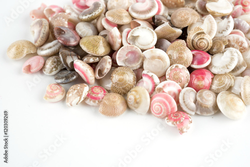 seashells  white background