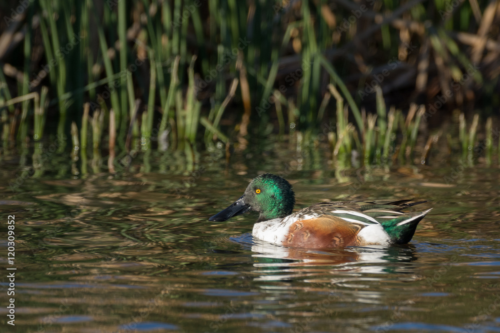 Northern Shoveler Drake Duck Northern Shoveler Drake Duck