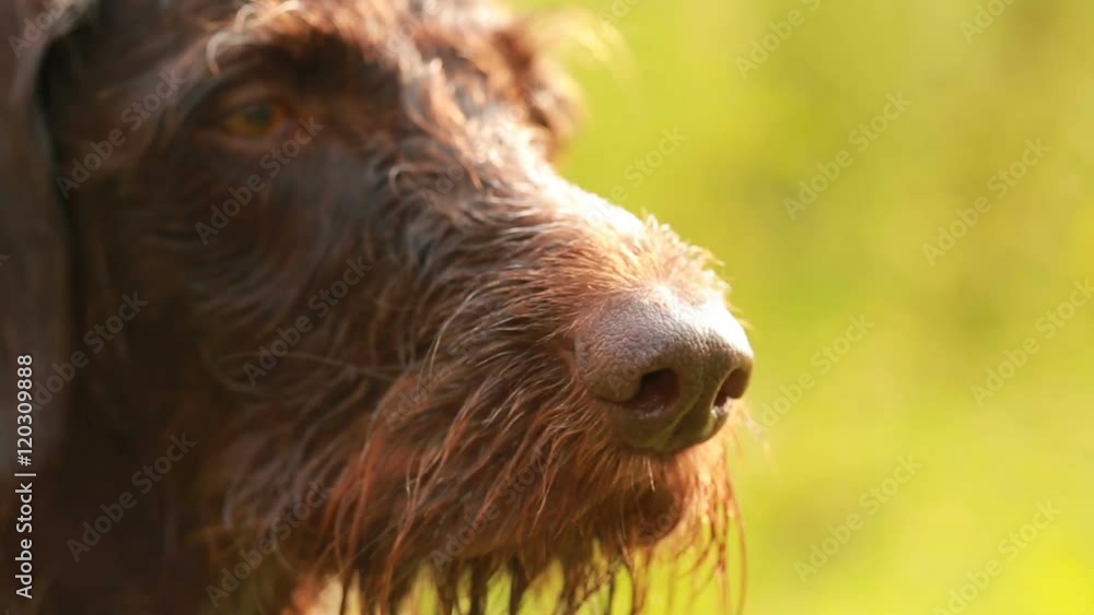 Pointing dog in the hunt, Kurzhaar, drathaar hunting. Pointing dog in the hunt, Kurzhaar, drathaar hunting.