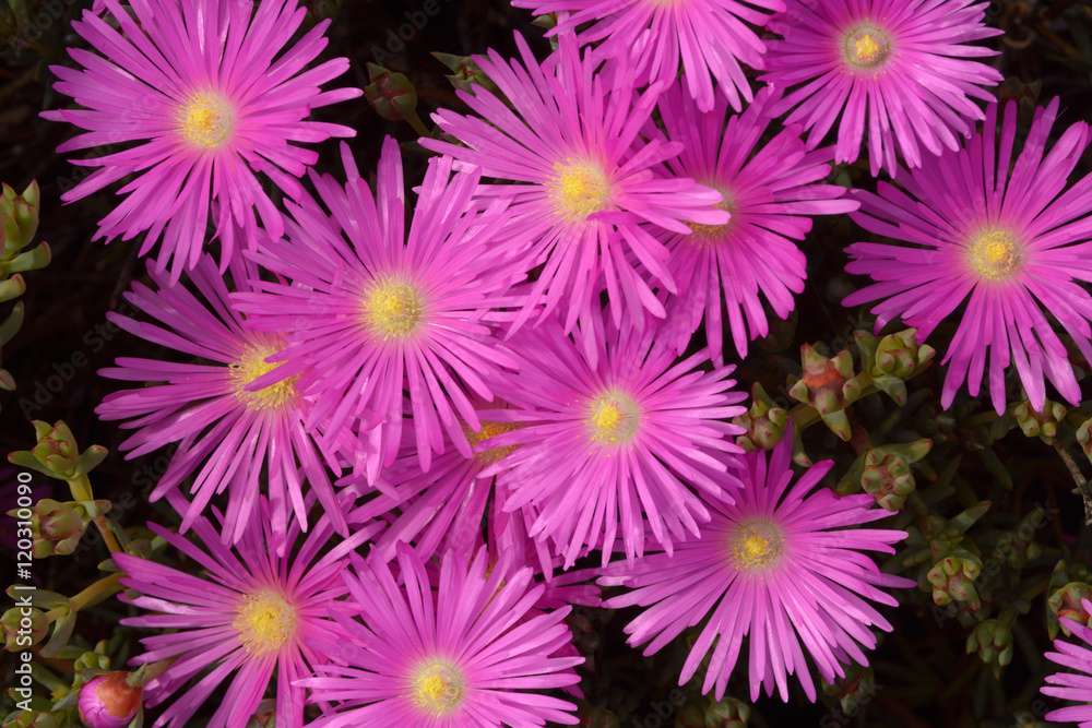 Pink Flower w/ Buds
